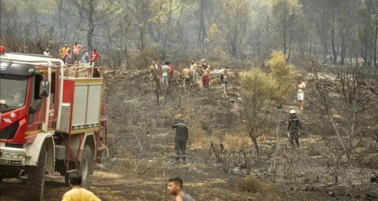 تونس: تسجيل 87 حريقا منذ غرة جوان إلى غاية 06 أوت الجاري