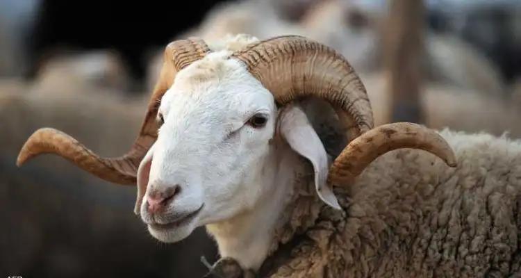 تونس: لا توريد للأضاحي والإعتماد سيكون على الإنتاج المحلّي
