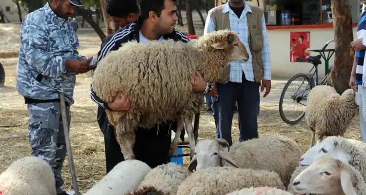 تونس: تحديد هذا السعر المرجعي لبيع للأضاحي
