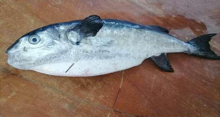 Un poisson mortel saisi au marché de gros de Sfax