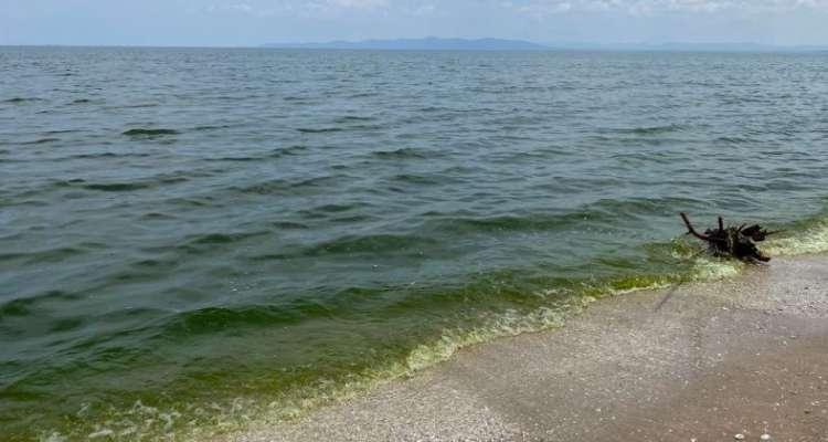 Ben Arous : La coloration verte de la mer est due à une prolifération d'algues