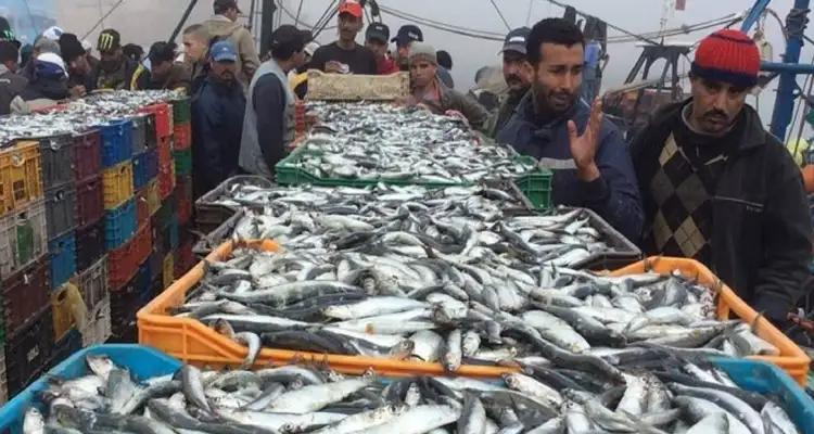 Exportée en Algérie : Le prix de la sardine s'enflamme en Tunisie !