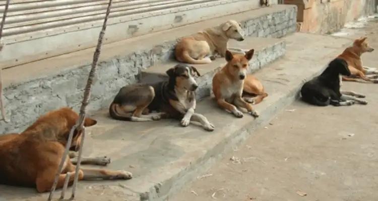 Tunisie : Le doyen des vétérinaires pour l’abattage des chiens "dans les cas extrêmes"