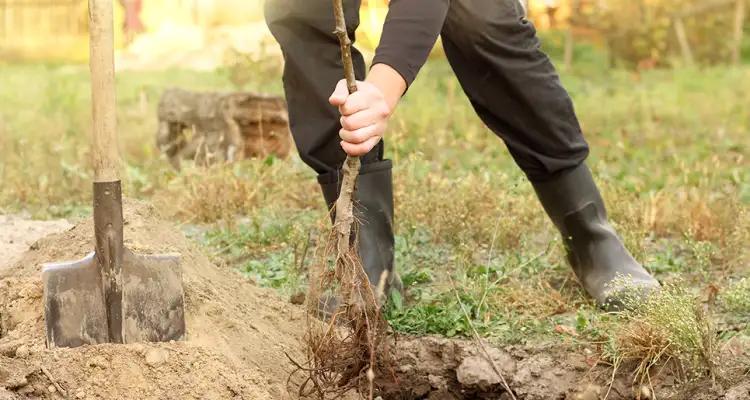 La Tunisie va planter neuf millions d’arbres