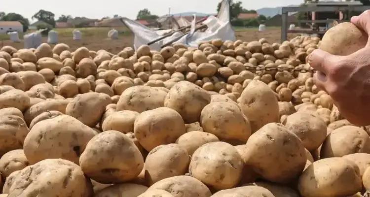 Tunisie : Les pommes de terre avariées renvoyées, finalement, en Turquie