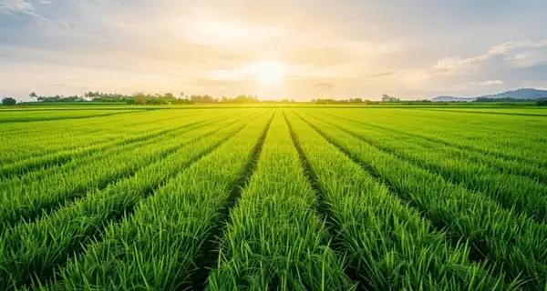 Tunisie - Agriculture :  Plan ambitieux pour 2035 ?