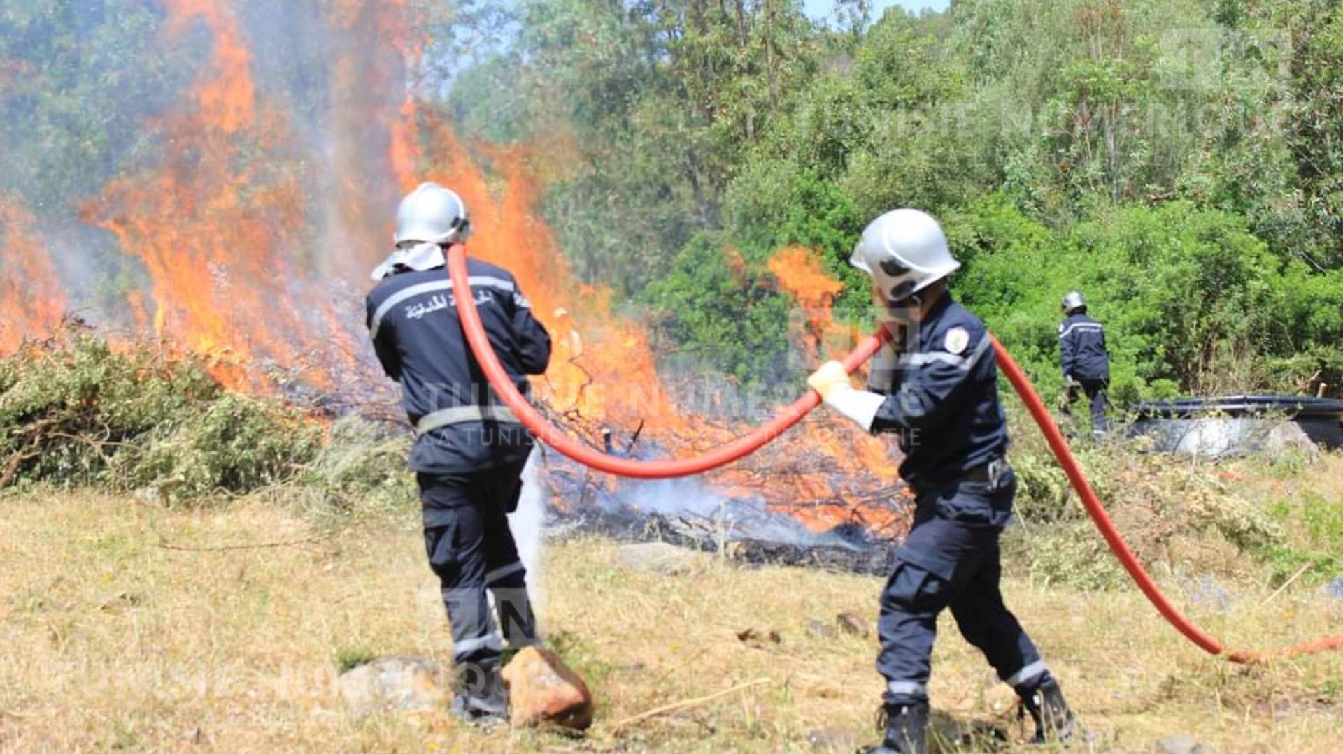 باجة: حريق يأتي على 30 هكتارا من غابات الصنوبر