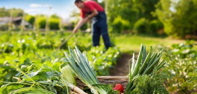 بنزرت: اللجنة الجهوية لاسناد الامتيازات للمشاريع الفلاحية تصادق على 73 ملفا