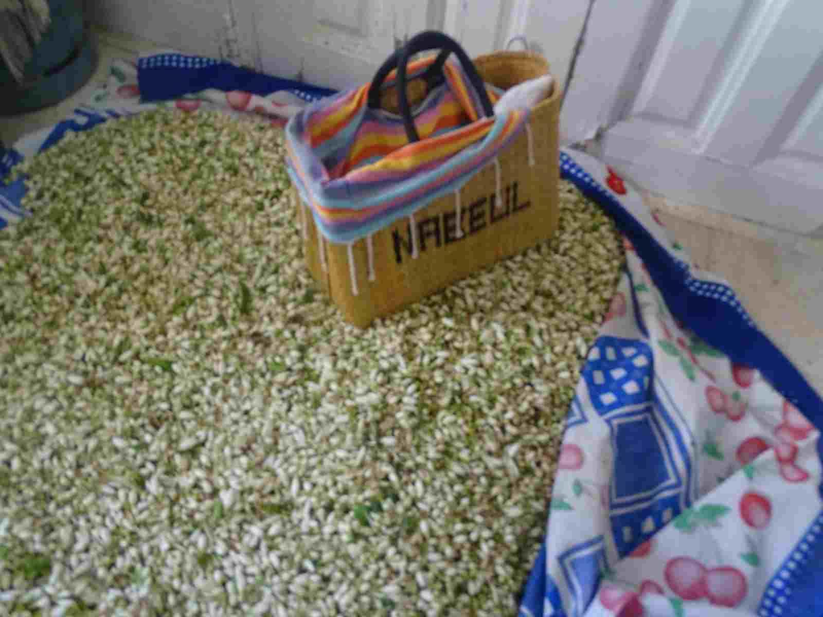 نابل: تراجع انتاج الزهر بنسبة 17% (صور)