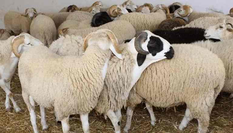 بلدية مدنين تُخصص نقاطا لتجميع جلود الأضاحي