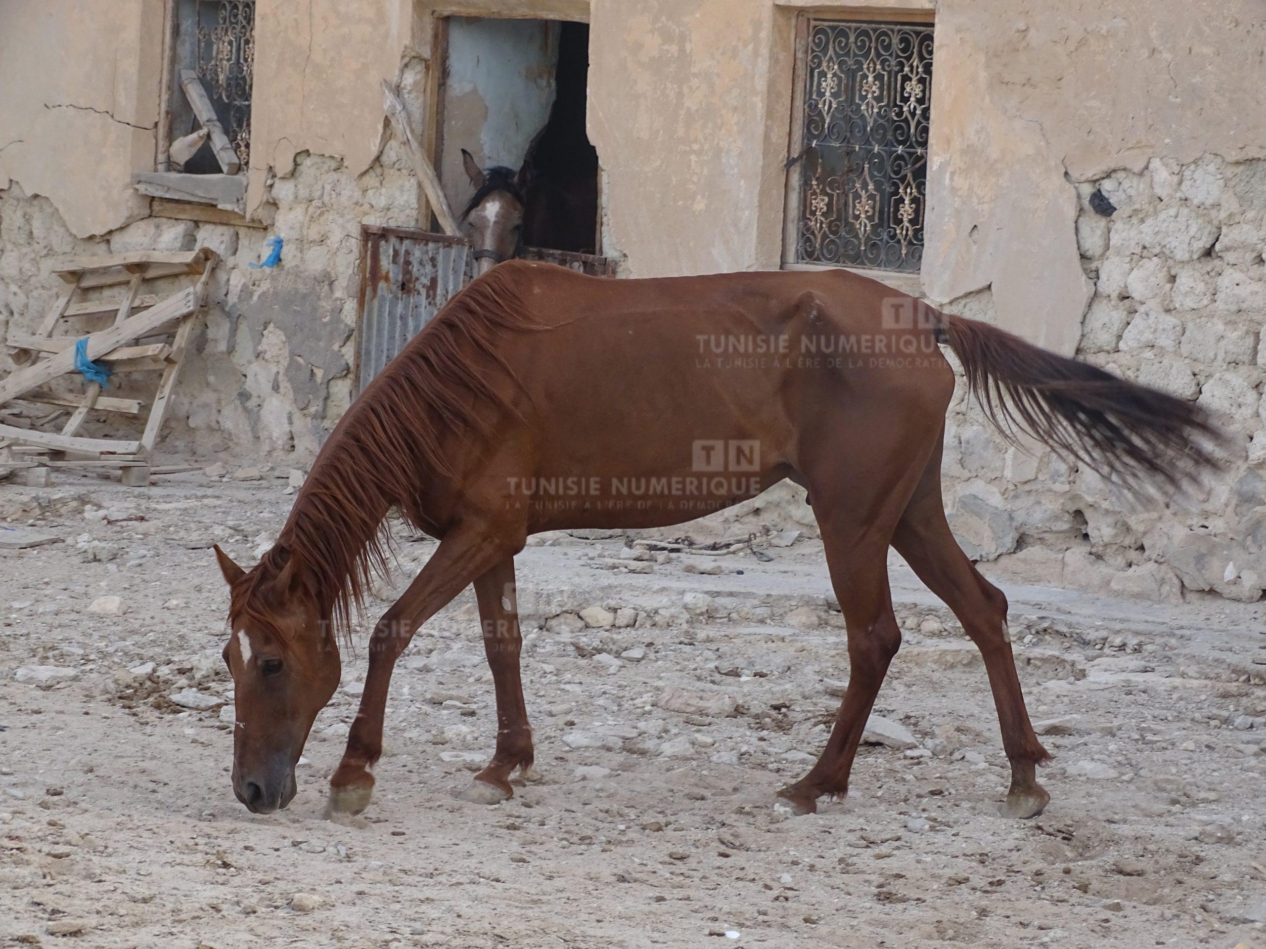 قبلي ..مربو الخيول يطالبون بإيجاد حلول لمشكل نقص الأعلاف (فيديو)