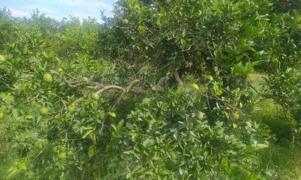 الوطن القبلي: مُنتجو القوارص يشتكون من الضعف المسجل في مياه الري (تصريح)