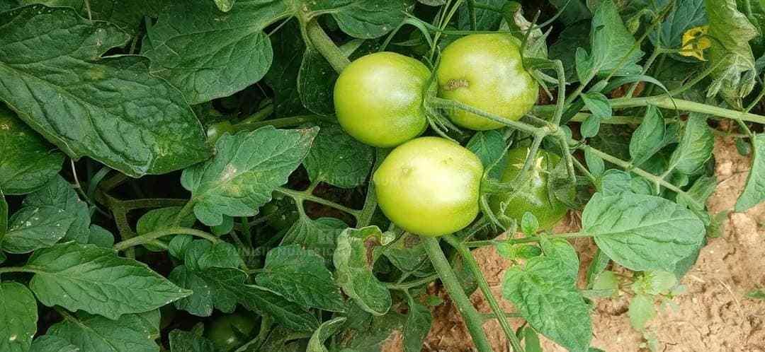الوطن القبلي: تضرر مساحات شاسعة من محصول الطماطم بمرض “الميلديو” (تصريح+صور)