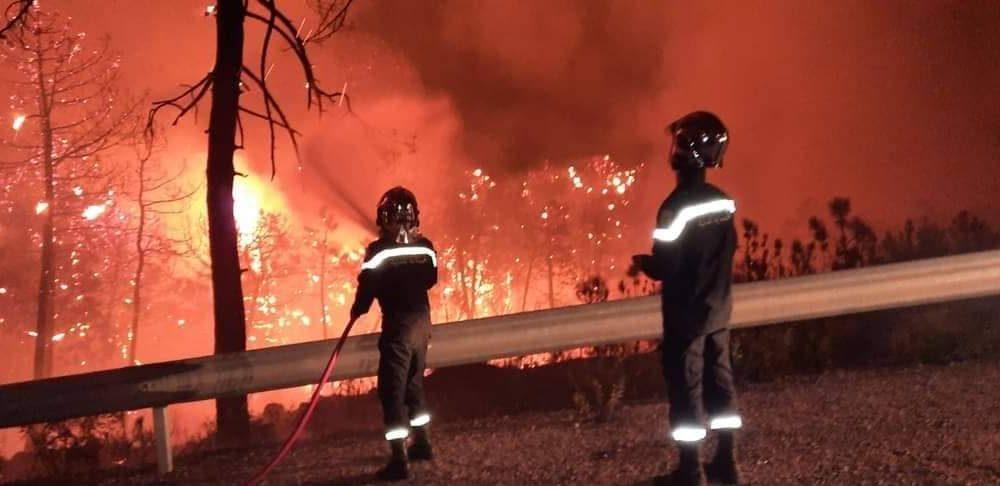 ملولة: النّيران تأتي على حوالي 450 هكتارا من الصّنوبر البحري
