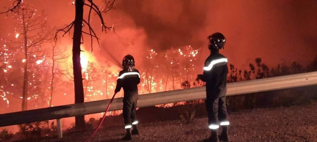 جندوبة: السيطرة كليا على حريق غابة ملولة