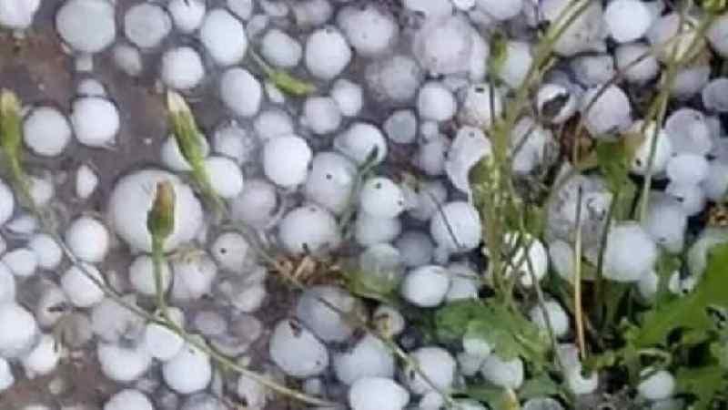 فوسانة: تسجيل أضرار فلاحية بسبب نزول كميات هامة من الأمطار مرفوقة بحجر البرد (تصريح)