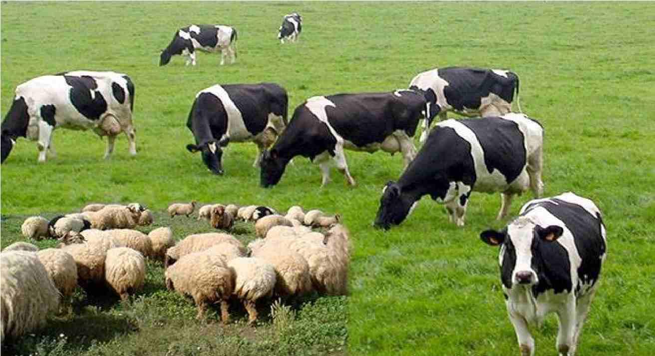 تراجع الثروة الحيوانية