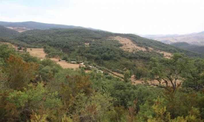 القصرين: تواصل الاعتداءات على غابات الڨنفودية ما اثر على قرابة 50%! (تصريح)