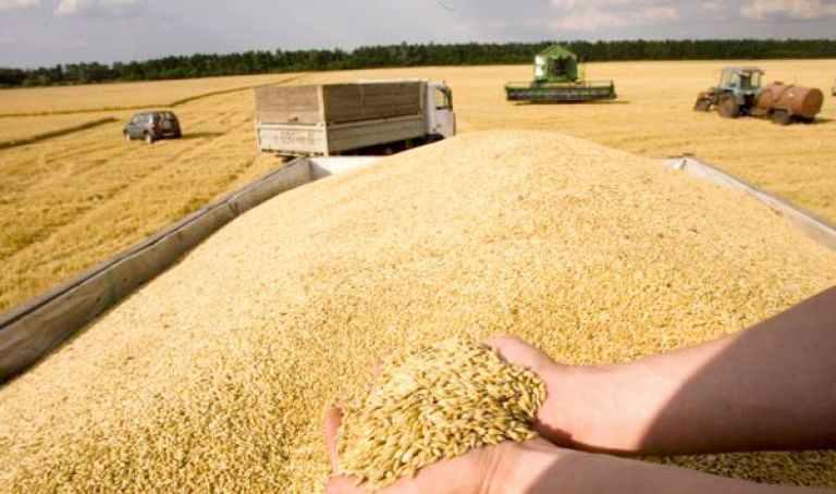 القصرين: إنطلاق موسم بذر الحبوب للموسم الحالي وسط ضبط كافة الاستعدادت