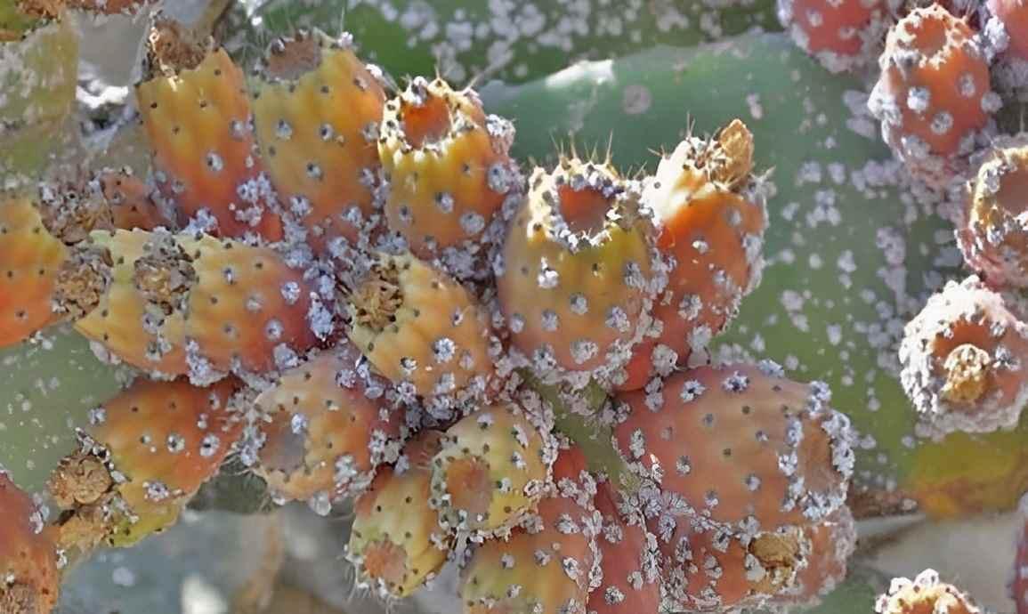 مقاومة الحشرة القرمزية على طاولة المكلف بشؤون ولاية القيروان