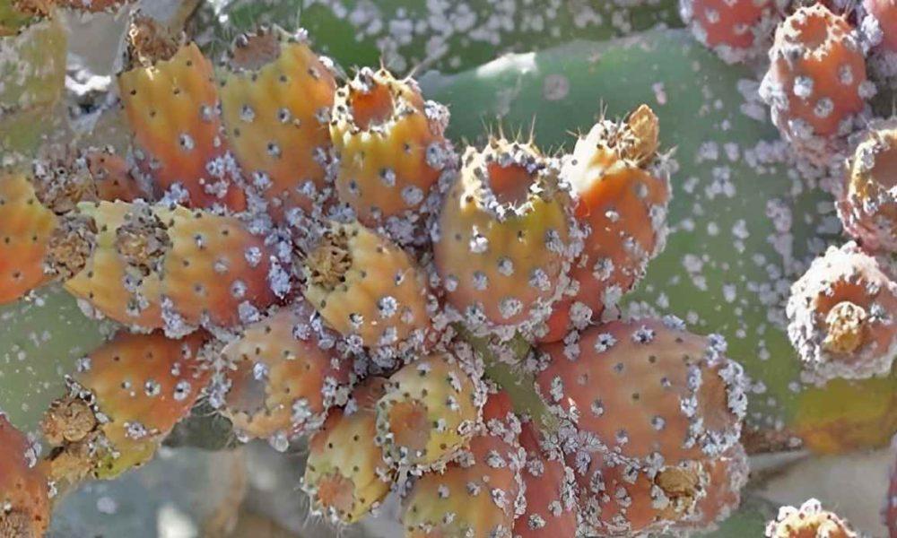 تونس تدفع ثمنا باهضا بسبب التهاون في التصدي للحشرة القرمزية