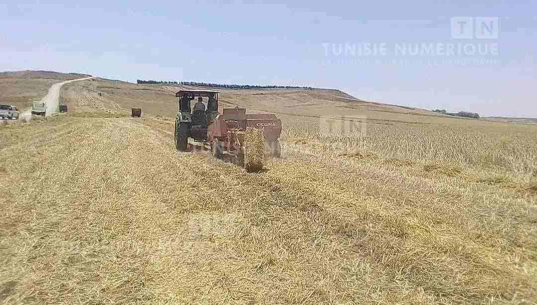 اليوم: انطلاق موسم الحصاد بالوطن القبلي (صور)