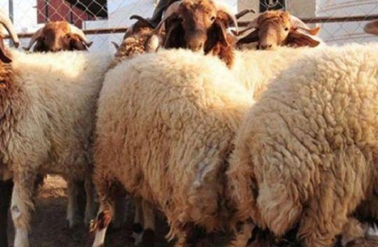 بلدية تونس تضع برنامجا لرفع الفضلات في افضل الظروف خلال أيام عيد الاضحى