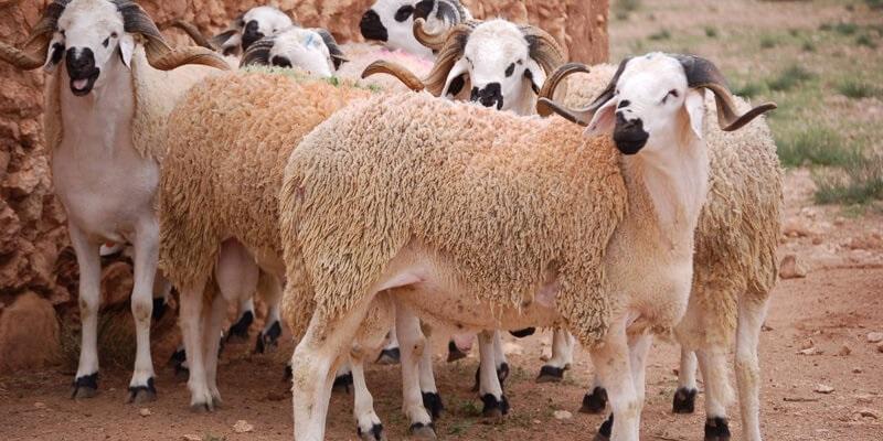 شركة اللحوم تشرع في بيع أضاحي العيد بداية من 8 جوان بسعر 21.900 دينار للكلغ الحي