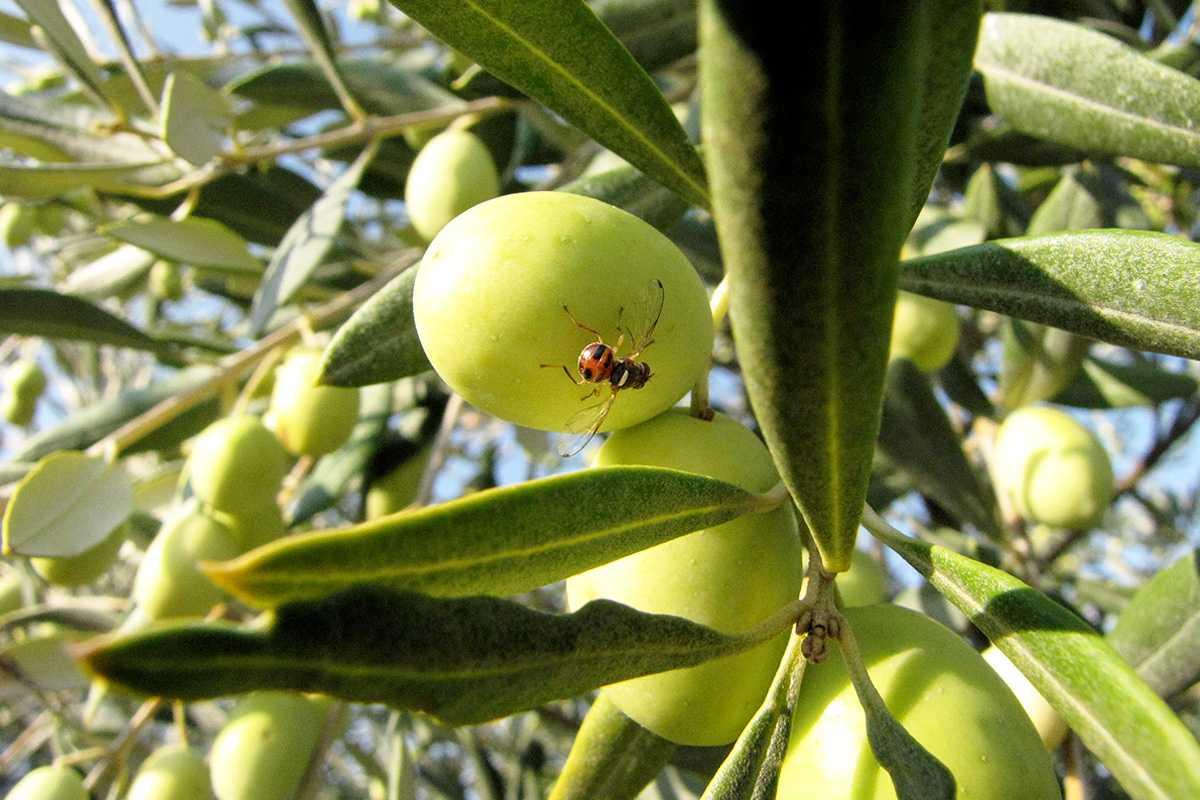القيروان: يوم إعلامي جهوي حول مخاطر ذبابة الزيتون