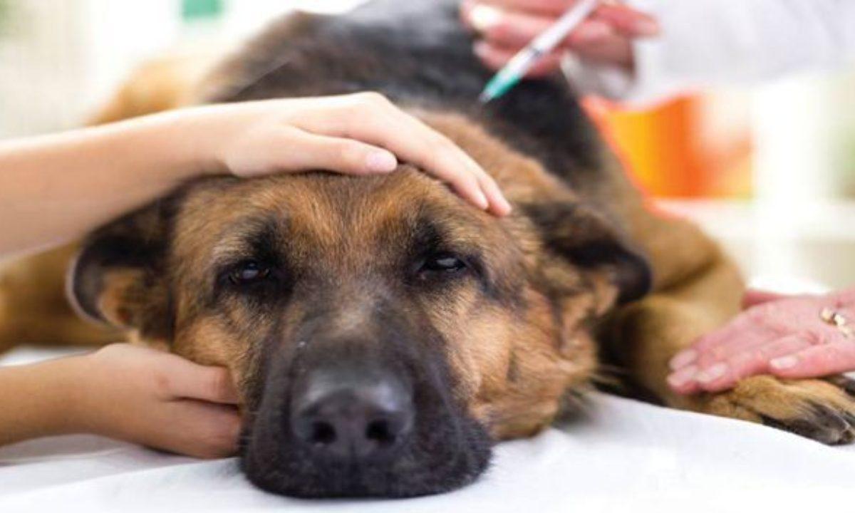 يوم 1 سبتمبر..انطلاق الحملة الوطنيّة لتلقيح الحيوانات ضد داء الكلب لسنة 2024