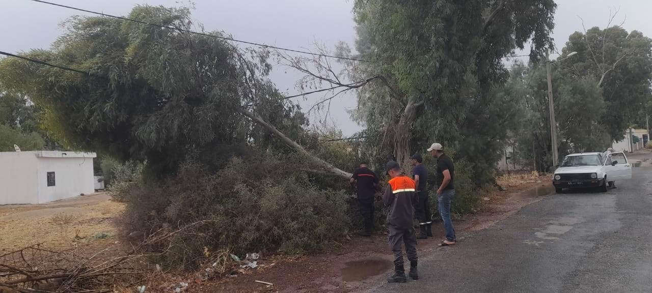 بوسالم: الحماية المدنية تتدخل لإزاحة الأشجار وفتح الطرقات