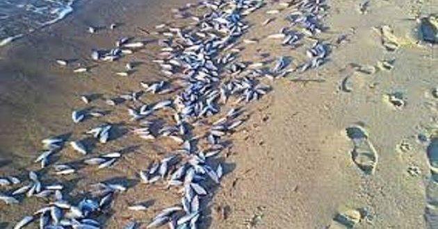 للمرة الثّانية خلال أسبوع: نفوق يرقات وأسماك ببحيرة بوغرارة في مدنين