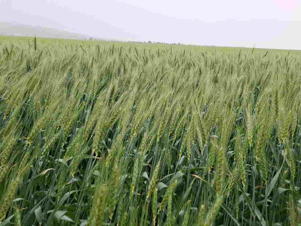 سليانة: رئيس ديوان وزير الفلاحة يُتابع تقدم الاستعدادات لموسم تجميع الحبوب