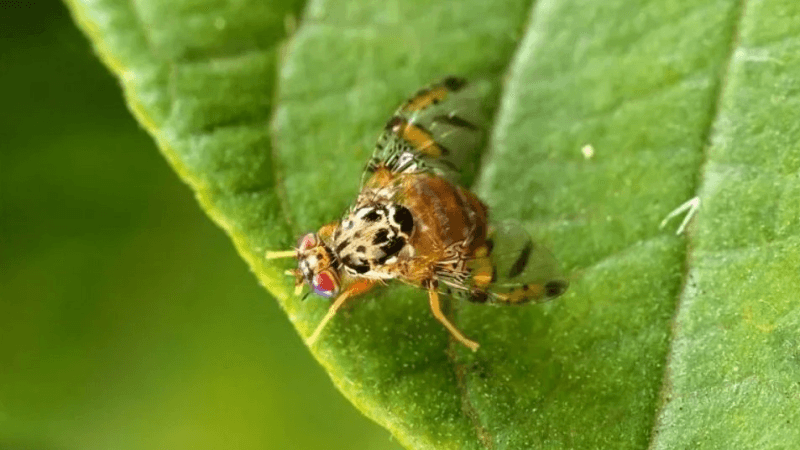 وزارة الفلاحة تُوصي الفلاحين بممارسات آمنة لمكافحة الذبابة المتوسطية