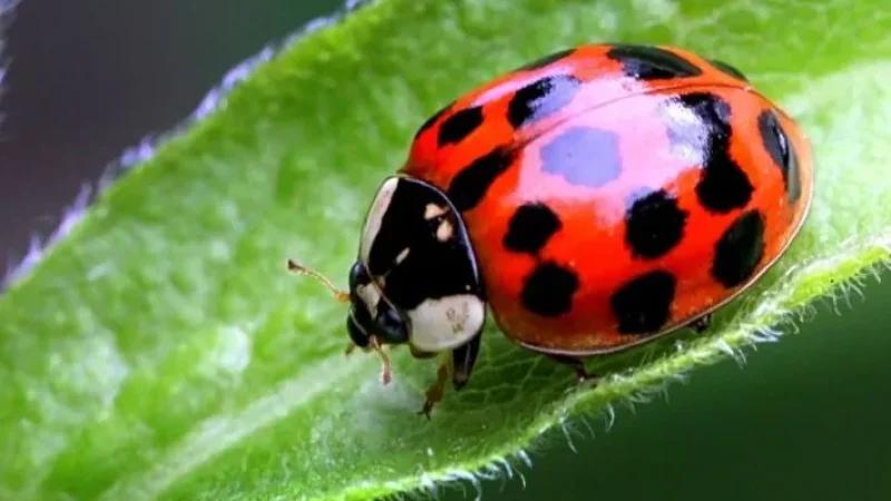 سليانة: انطلاق نثر الدعسوقة المكسيكية لمكافحة الحشرة القرمزية