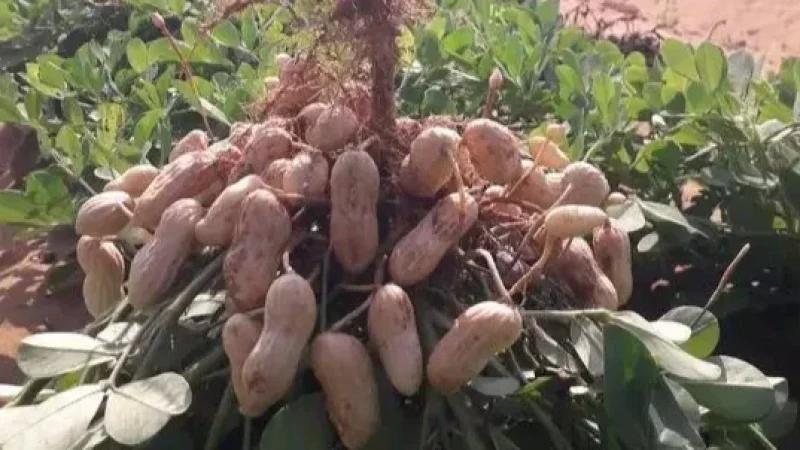 الهوارية تحافظ على ريادة إنتاج الكاكاوية رغم العراقيل