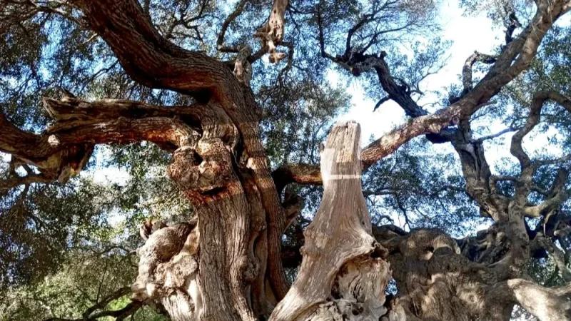 الأقدم في إفريقيا.. زيتونة الشرف بالهوارية تروي عراقة الزراعة في تونس