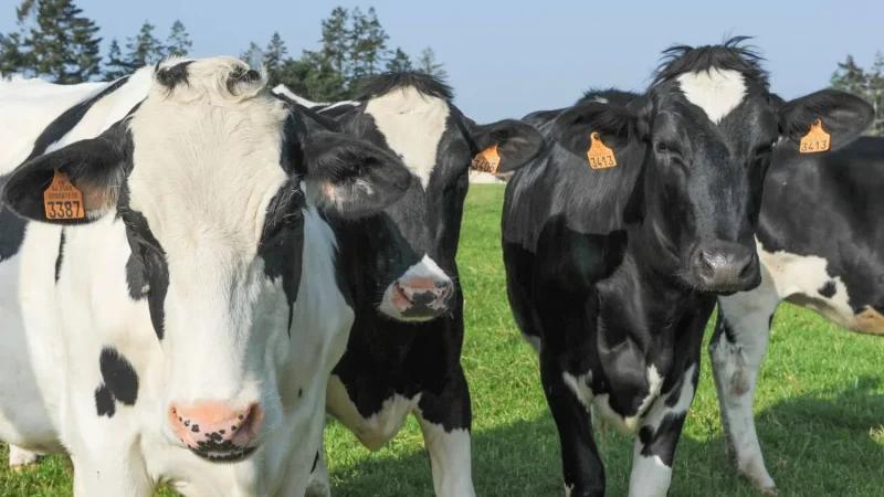 وزير الفلاحة يعلن إجراءات لإعادة توازن منظومة تربية الأبقار