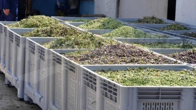 رمضاني:دعوة فلاحين وهياكل لإقرار 3 إجراءات عاجلة لإنقاذ صابة الزيتون