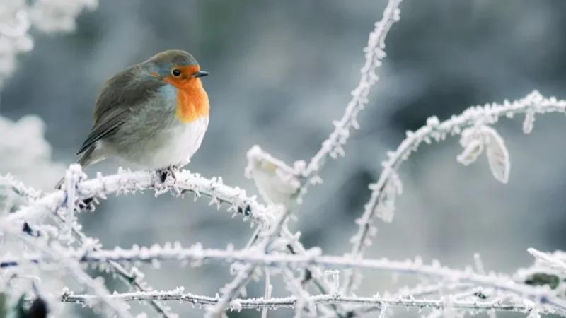 اليوم: طقس بارد.. أمطار وتوقعات بتساقط البرد