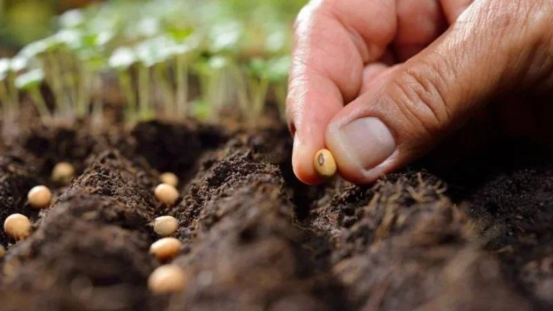 رئيس اتحاد الفلاحة بجندوبة: تقدّم موسم البذر بنسبة 50%