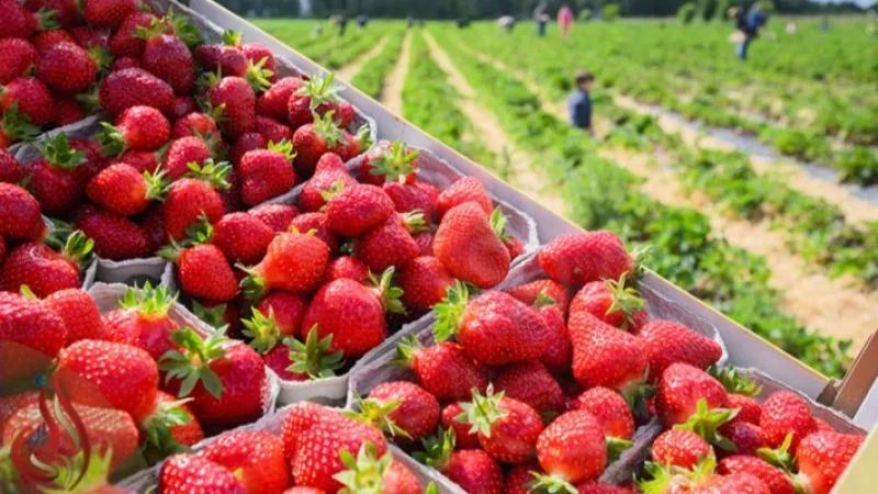 اتحاد الفلاحين بقربة: مياه الأمطار غمرت معظم حقول الفراولة