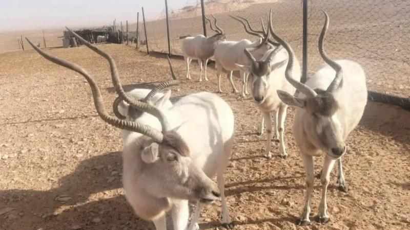 تطاوين: المحميات الطبيعية تنجح في إعادة توطين حيوانات مهددة بالانقراض