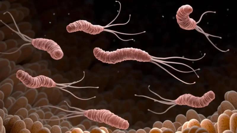 وزارة الفلاحة تُحذّر الفلاّحين من جرثومة 'بومريرة'