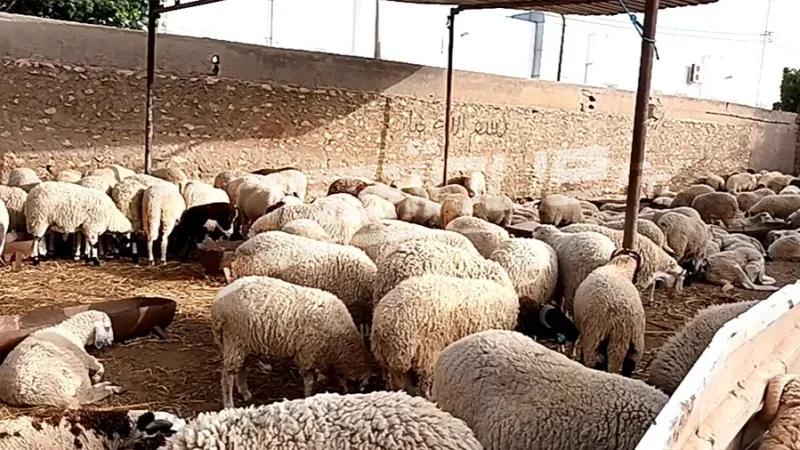 استعدادا لعيد الأضحى: قريبا توريد ما بين 15 و20 ألف رأس غنم