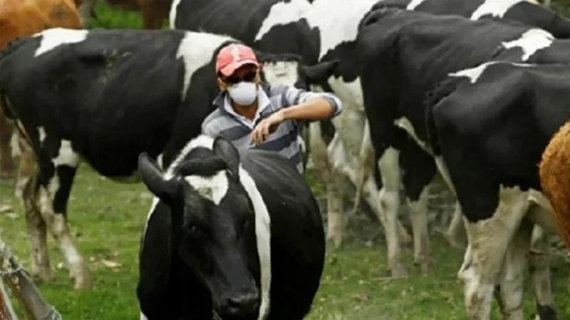 السل الحيواني في تونس: 80% من الإصابات مصدرها الأبقار