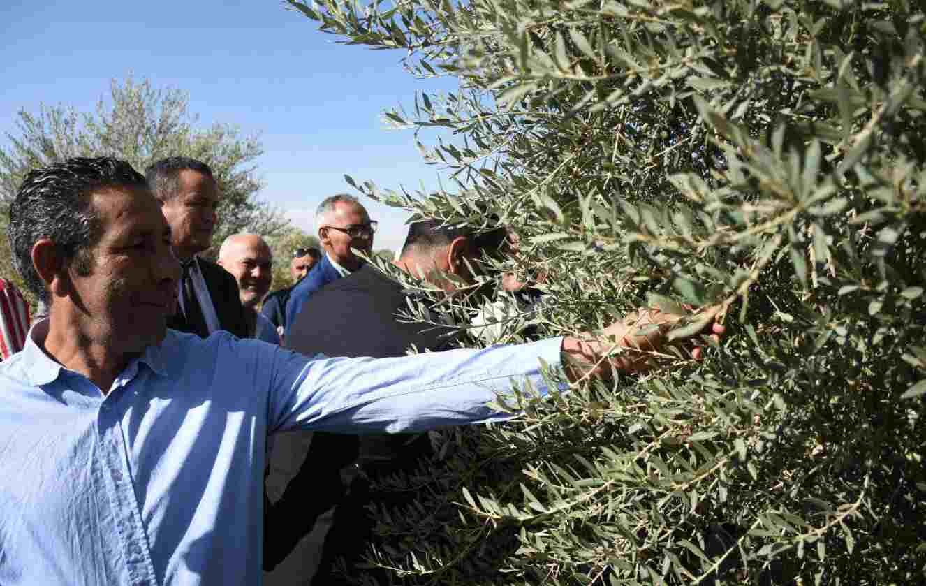 Tunisia-Gafsa: Kick-off of olive harvest