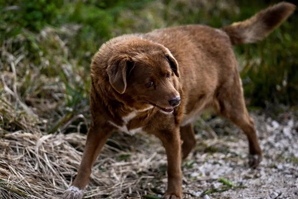 World’s oldest dog ever, Bobi, dies aged 31