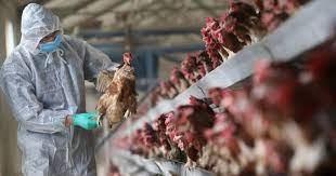 France reports bird flu on turkey farm