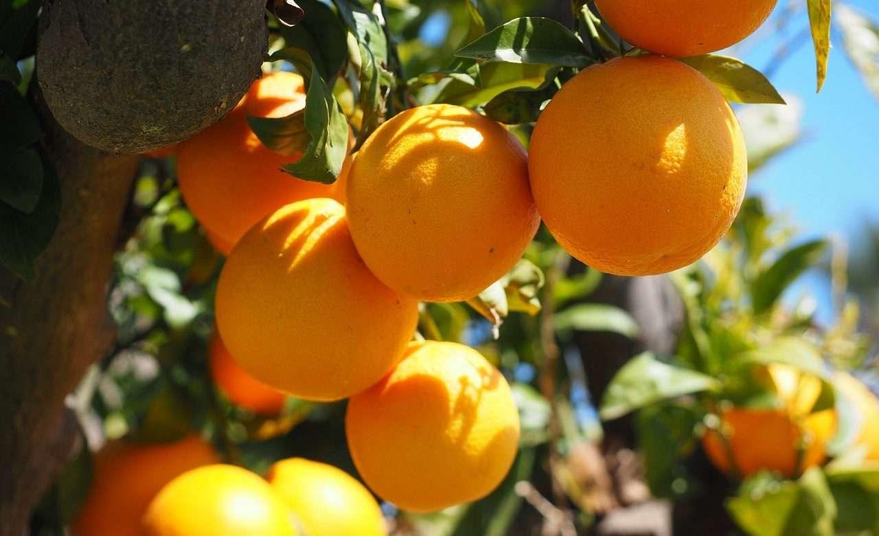 Tunisia-Citrus harvest in Tunisia: A promising recovery for 2023-2024